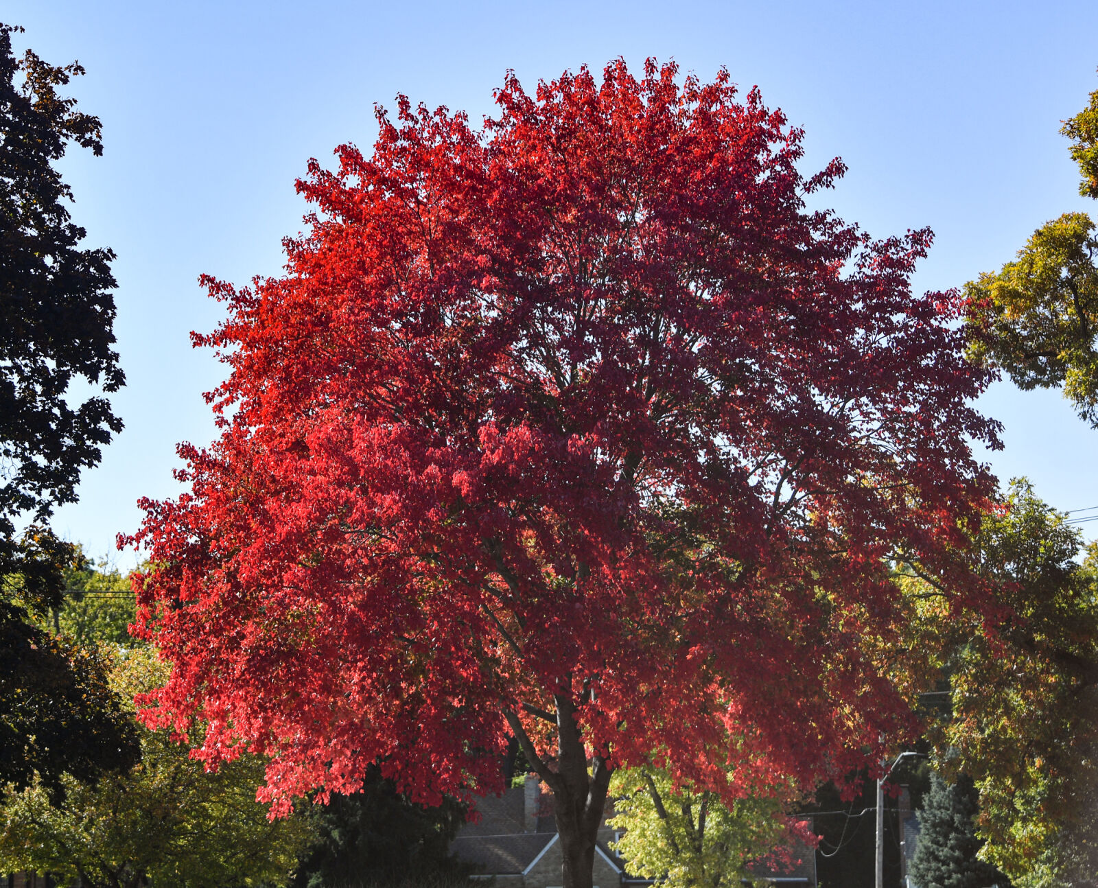 100820-qc-nws-fallcolor-004